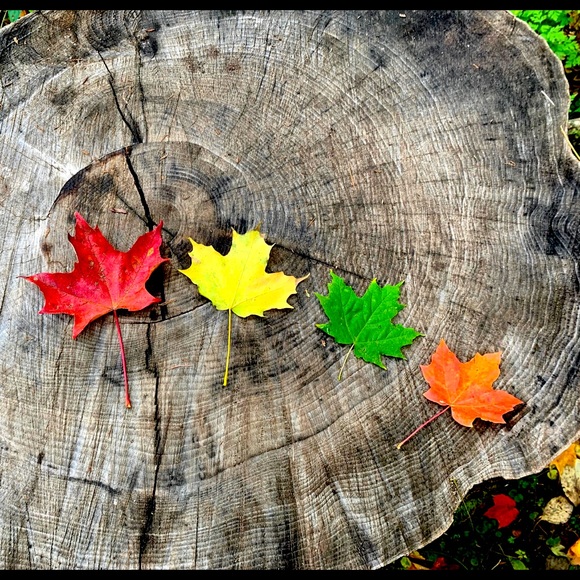 Meet your Posher, Meg - Picture 1 of 1